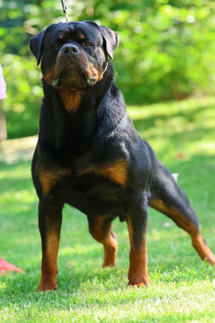 CH Case Von Den Auserwahlten, IPO1, ZtP, BH, SE