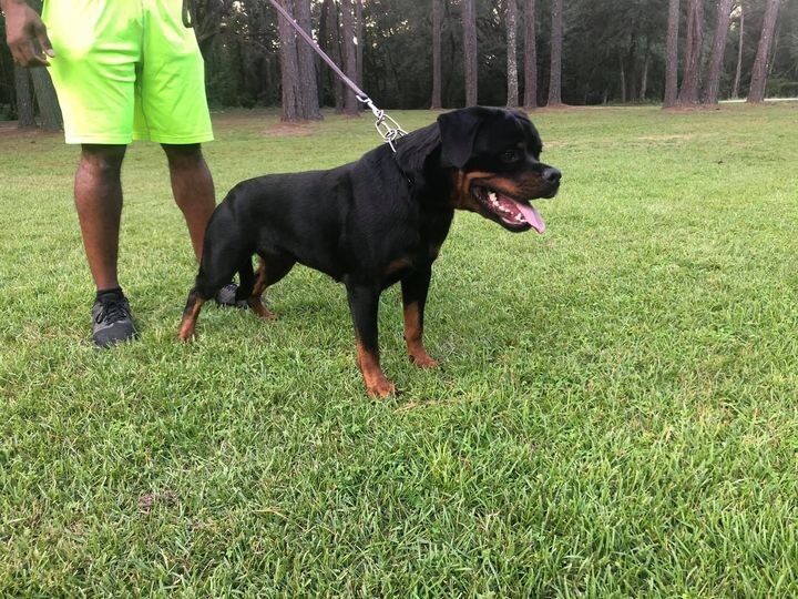 Hera Vom Hause Jaras