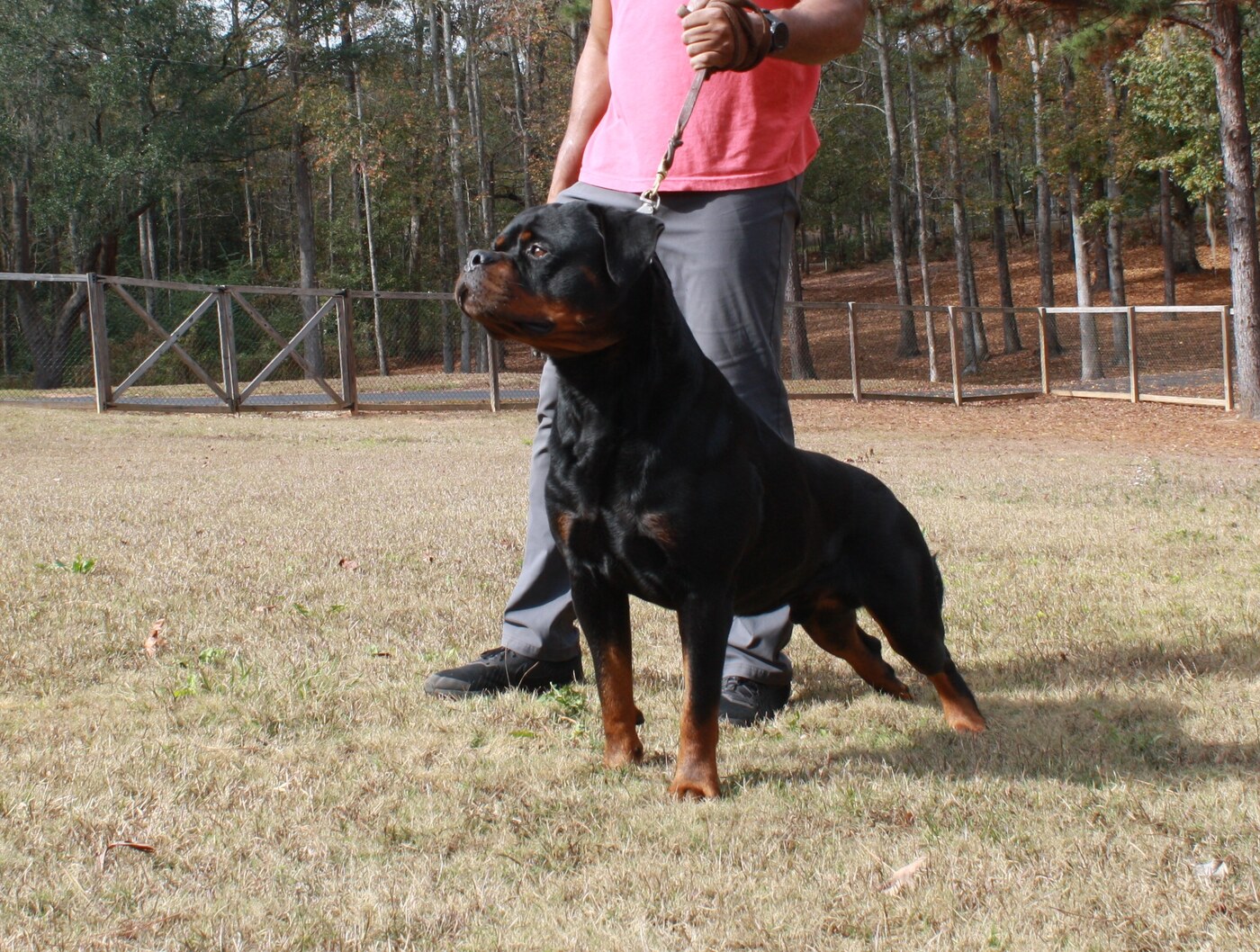 Lenox Junior Montagna