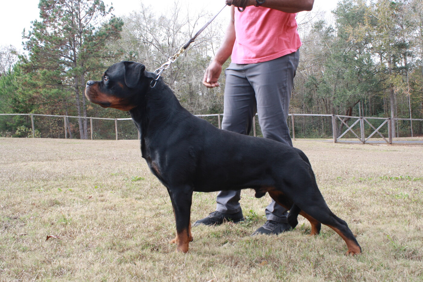 Lenox Junior Montagna