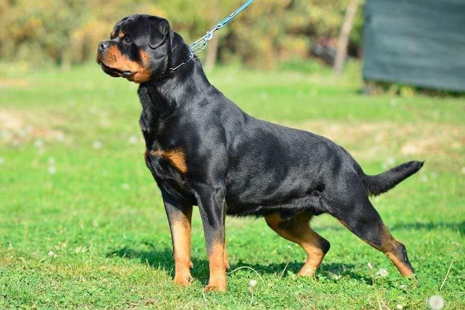 Hudson Vom Kressbach