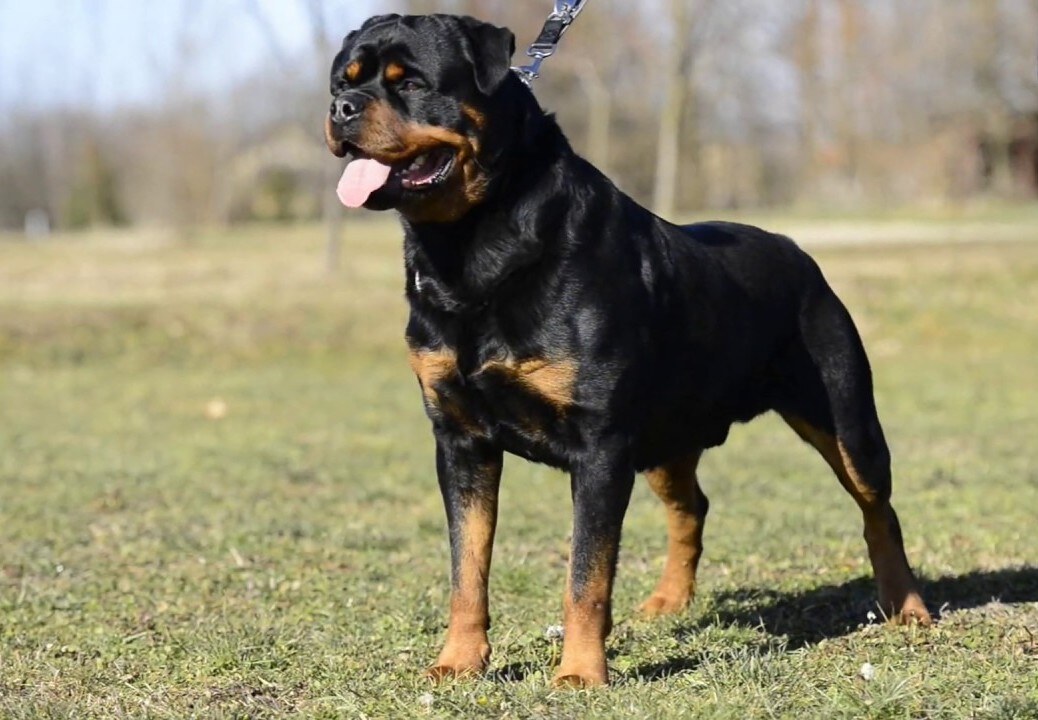 Hudson Vom Kressbach