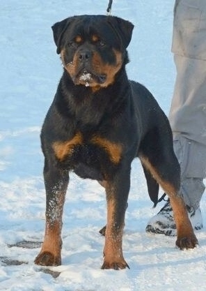 Sani Von Erster Blick