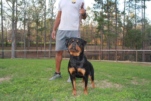 Beaux Von Der Quinn, BSE (Bo)