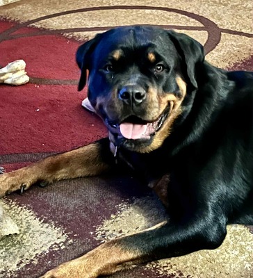 Midnight Von Der Quinn