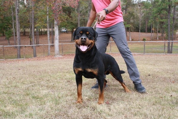 DeMaximus Von Der Quinn, BSE (Max)