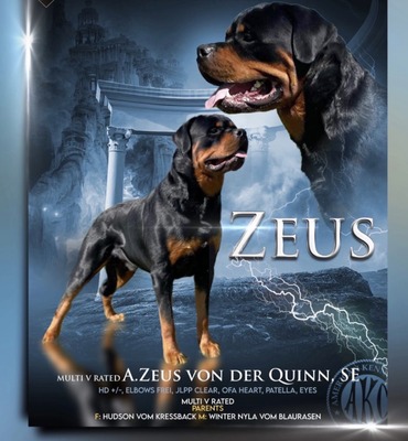 A.Zeus Von Der Quinn