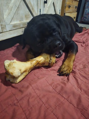 Gus Von Der Quinn
