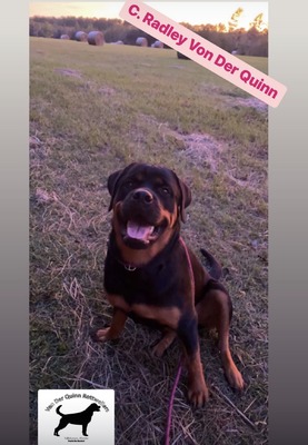 C. Radley Von Der Quinn