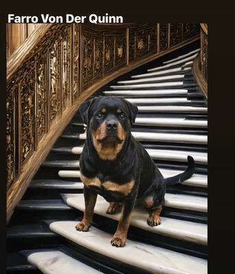Farro Von Der Quinn