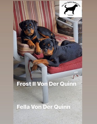 Fella Von Der Quinn
