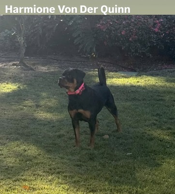 Hermione Von Der Quinn