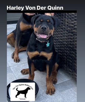Harley Von Der Quinn