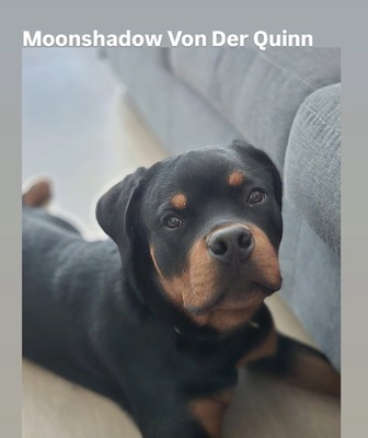 Moonshadow Von Der Quinn