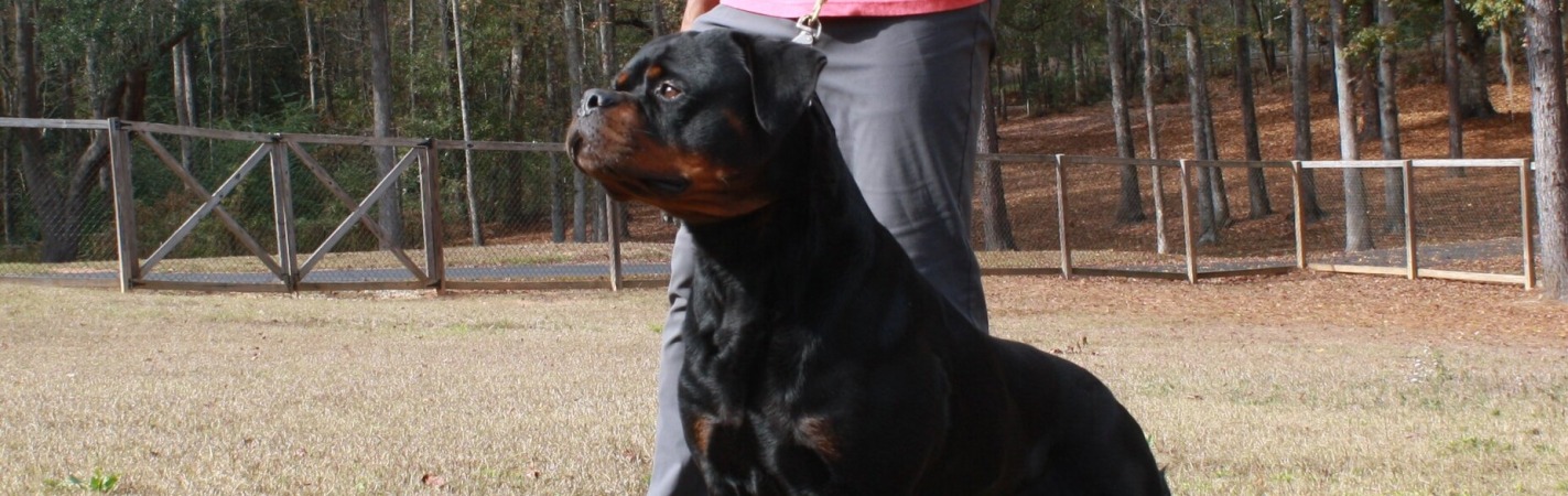 Lenox Junior Montagna