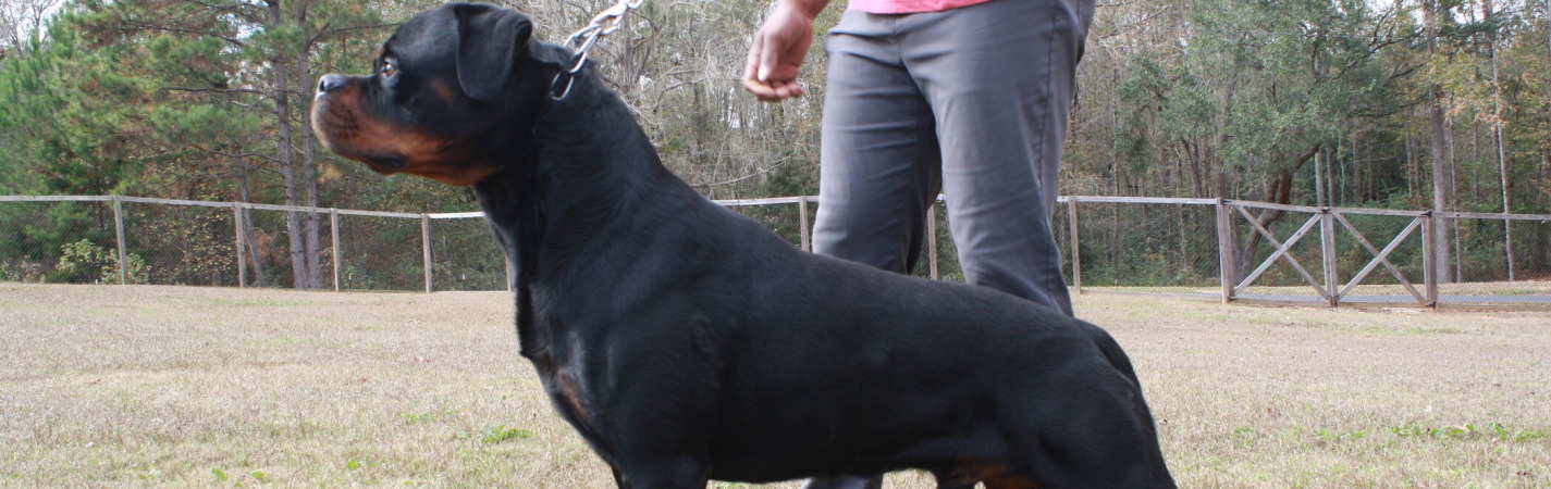 Lenox Junior Montagna