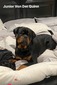 Junior Von Der Quinn