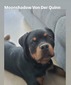 Moonshadow Von Der Quinn